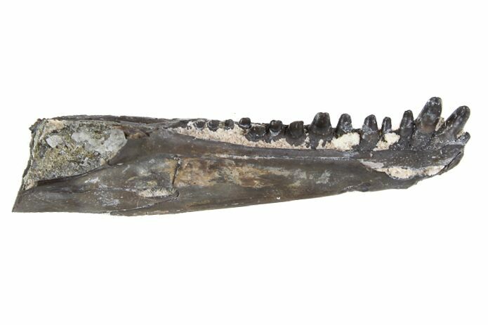 Permian Reptile (Captorhinus) Jaw Section #77989